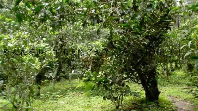 原来在茶山，下雨天除了发呆，还能这样玩！！！